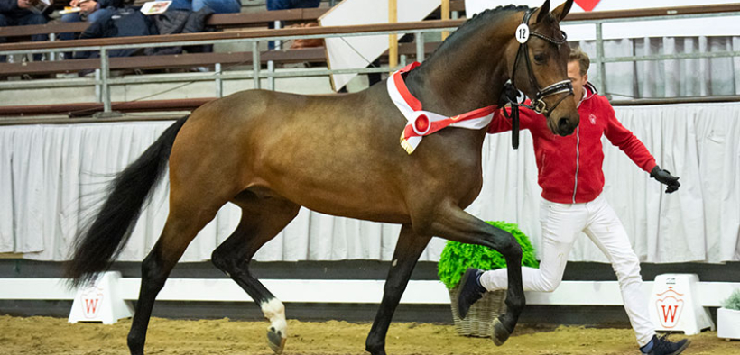 Un altro caso di doping su giovani cavalli in visione, Westphalian Horse Breed denuncia