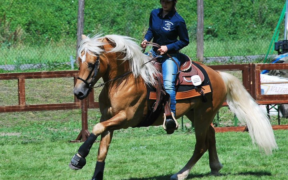 A maggio l'83° Mostra Nazionale del cavallo Haflinger