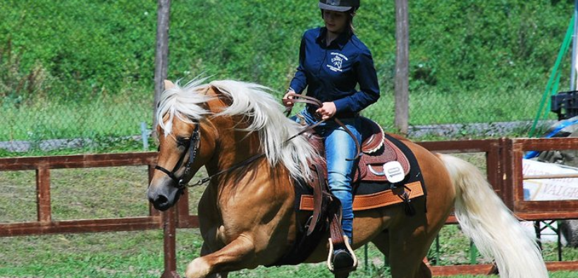 A maggio l'83° Mostra Nazionale del cavallo Haflinger