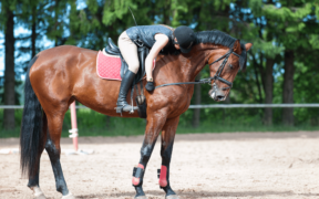 Abusi sessuali in una scuderia di Pioltello: ai domiciliari il Presidente