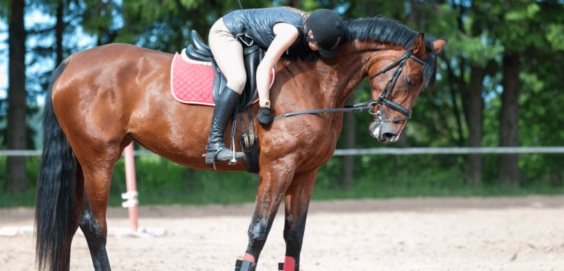Abusi sessuali in una scuderia di Pioltello: ai domiciliari il Presidente
