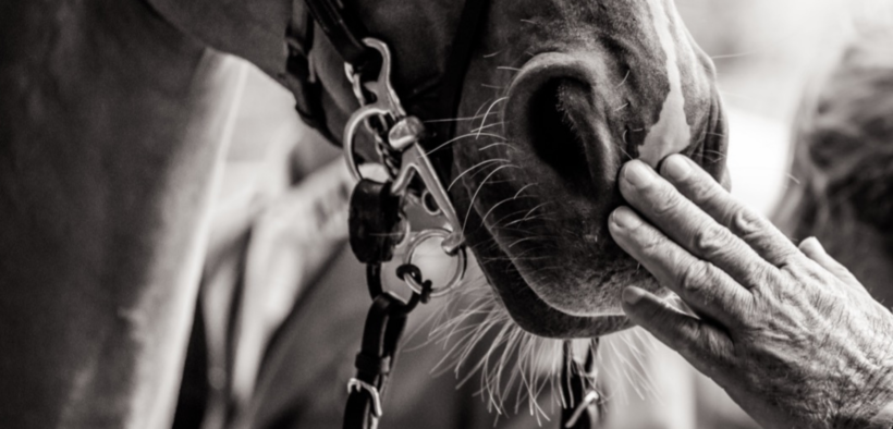 Ad atleti, cavalli e funzionari russi e bielorussi è vietato partecipare agli eventi FEI