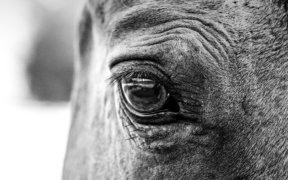 Associazioni animaliste italiane disponibili ad accogliere in Italia gli equidi colpiti dal conflitto in corso