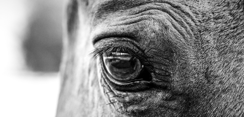 Associazioni animaliste italiane disponibili ad accogliere in Italia gli equidi colpiti dal conflitto in corso