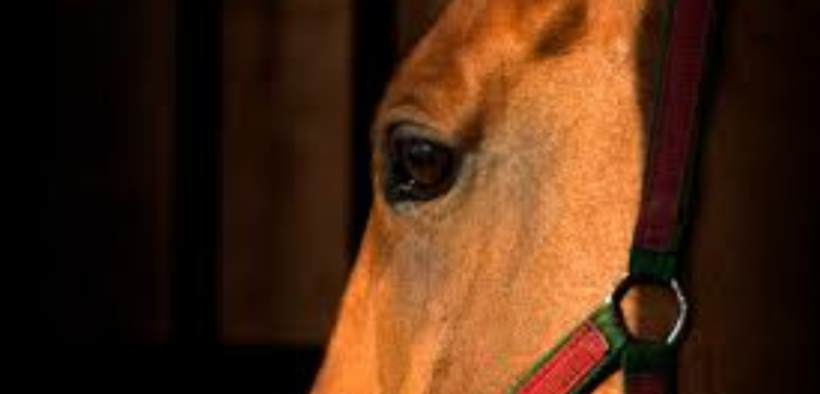 EHV / Rinopolmonite: cancellate tutte le gare in California fino al 30 marzo