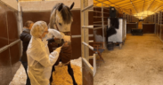 Focolaio di rinopolmonite in una scuderia olandese. Un decesso