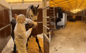 Focolaio di rinopolmonite in una scuderia olandese. Un decesso