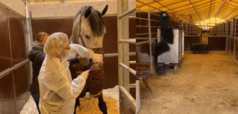 Focolaio di rinopolmonite in una scuderia olandese. Un decesso