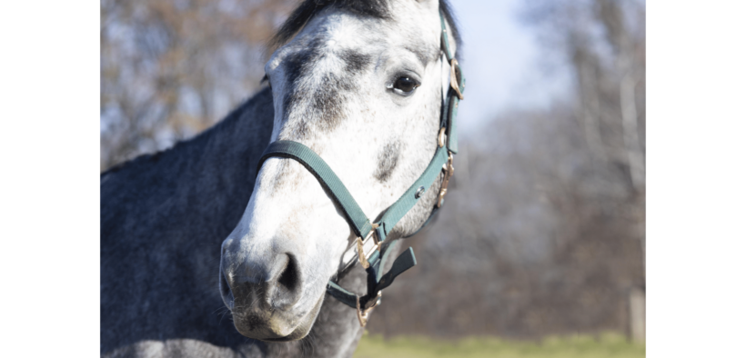 L'Holsteiner Lorett (Scuderia 1918) per Kevin Mc Nab