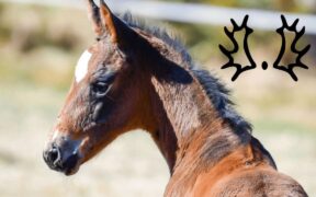 Lo Studbook Trakehner riconosciuto come patrimonio culturale immateriale