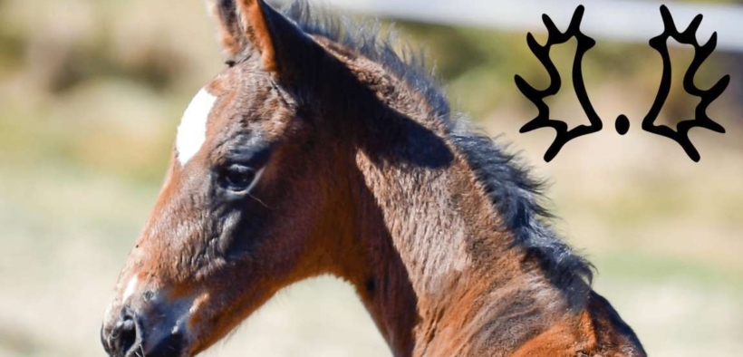 Lo Studbook Trakehner riconosciuto come patrimonio culturale immateriale