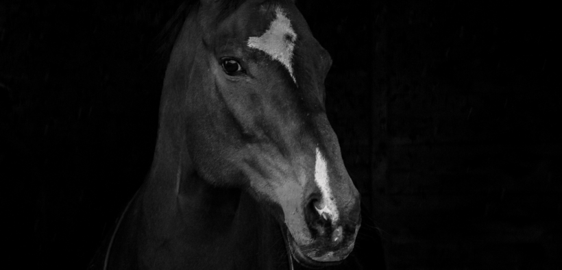 L’Unione Europea ha vietato la vendita di beni di lusso, cavalli compresi, alla Russia