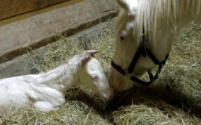 Non è grigio né albino, ma bianco! Il miracolo genetico di Via Lattea si ripete