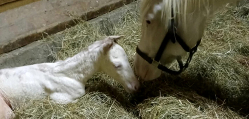 Non è grigio né albino, ma bianco! Il miracolo genetico di Via Lattea si ripete