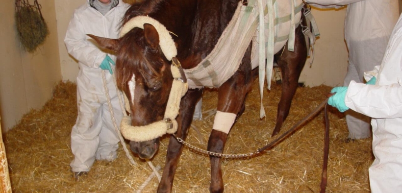 Salgono a 3 i cavalli sottoposti ad eutanasia per EHV / Rinopolmonite (Desert Horse Park)