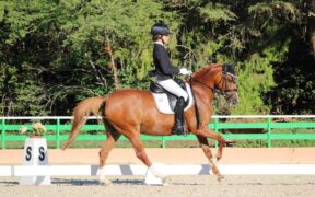 Dressage: azzurrine in evidenza dal CDIP di Opglabbeek
