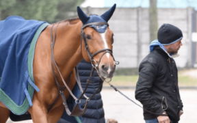 Bozza automatica 250