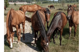 Dall'Ucraina appello per aiutare i cavalli della scuola feriti nei combattimenti di Kharkiv