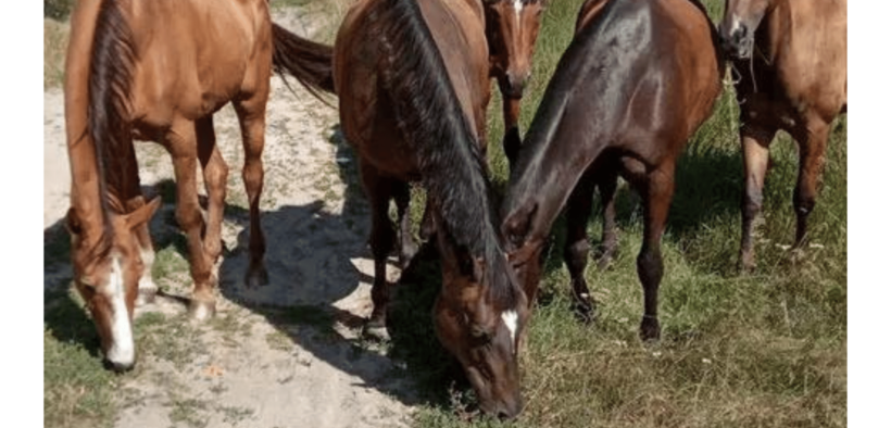 Dall'Ucraina appello per aiutare i cavalli della scuola feriti nei combattimenti di Kharkiv