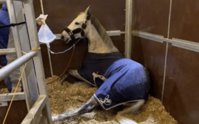 EHV / rinopolmonite Valencia: proseguono report e indagini dalla FEI sull'accaduto