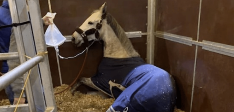 EHV / rinopolmonite Valencia: proseguono report e indagini dalla FEI sull'accaduto