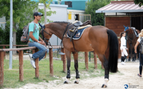 L'International Grooms Association ufficialmente riconosciuta dalla FEI