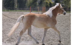 Partito il Progetto "Razze Autoctone": cavalli italiani dell'Arma nei centri ippici del Veneto