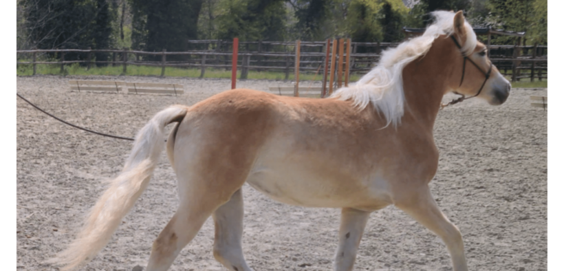 Partito il Progetto "Razze Autoctone": cavalli italiani dell'Arma nei centri ippici del Veneto