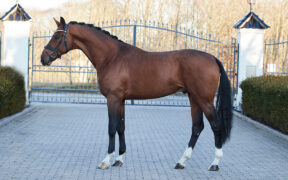 Problemi con la qualità del seme di Totilas e per due stalloni di 3 anni della stazione Helgstrand