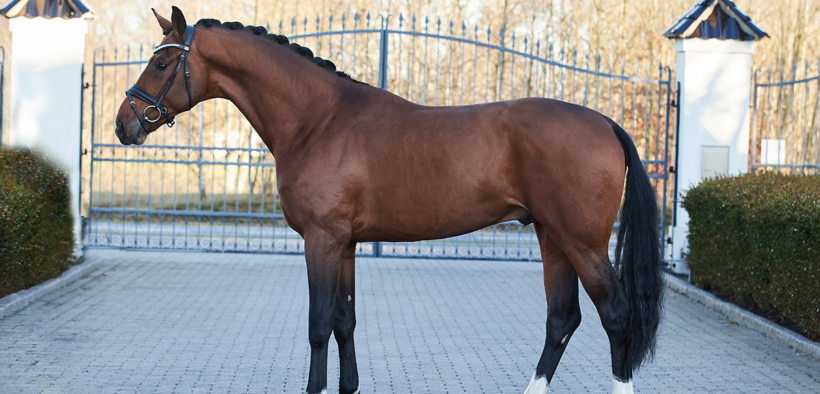 Problemi con la qualità del seme di Totilas e per due stalloni di 3 anni della stazione Helgstrand