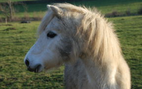 Sicilia: pony investita, trascinata per km e abbandonata sulla strada
