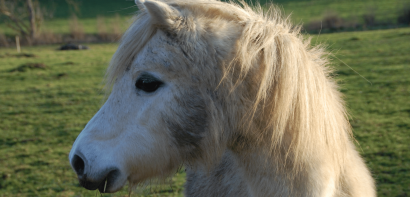 Sicilia: pony investita, trascinata per km e abbandonata sulla strada