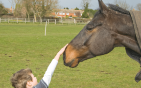 Bambini piccolissimi e cavalli, non si sottovaluti nessun pericolo; la città di Lier sotto choc