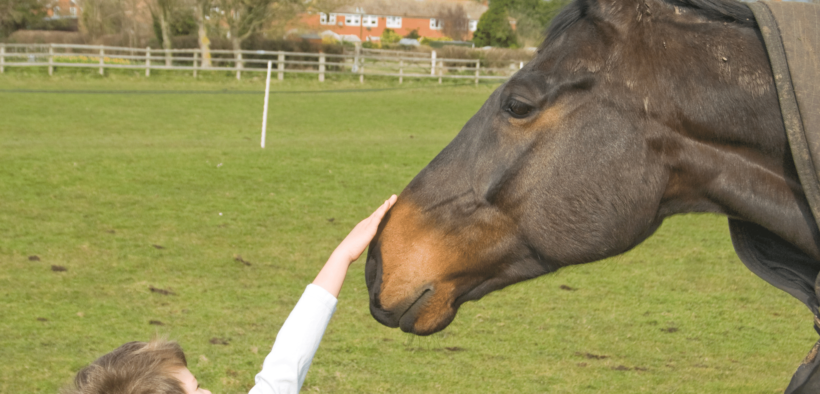 Bambini piccolissimi e cavalli, non si sottovaluti nessun pericolo; la città di Lier sotto choc