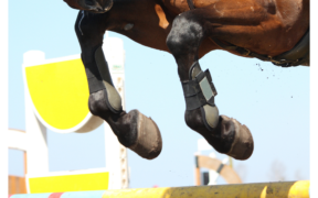 E' ufficiale: la Federazione Equestre Tedesca vieta anche il "tocco" sul salto