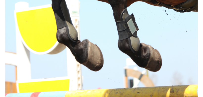 E' ufficiale: la Federazione Equestre Tedesca vieta anche il "tocco" sul salto