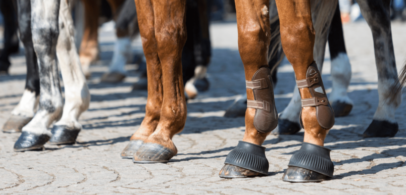 Francia: l'equide che concorre nel "fare società" tramite il lavoro per gli enti territoriali 1