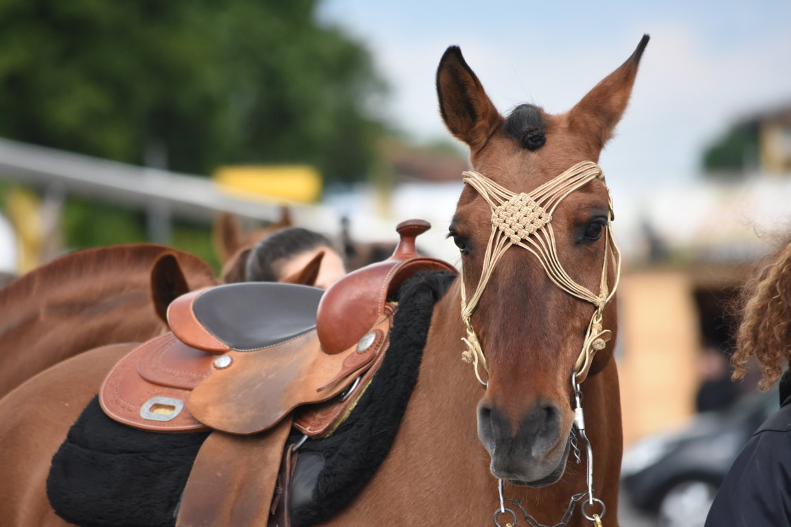 Francia: l'equide che concorre nel "fare società" tramite il lavoro per gli enti territoriali