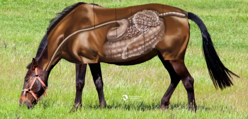 Il mantenimento di un intestino sano è la chiave della salute di ogni cavallo