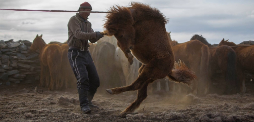 La Mongolia tra le prime testimonianze del rapporto col cavallo: gli storici fanno il punto