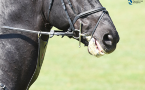 Pony lesionati da chiudibocca troppo serrati: stop della Danish Equestrian Federation