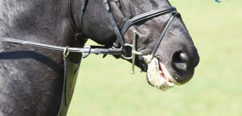 Pony lesionati da chiudibocca troppo serrati: stop della Danish Equestrian Federation