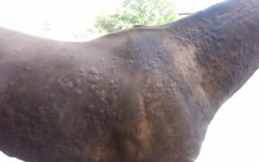 Rush cutanei nel cavallo: distinguere tra reazione e ipersensibilità sviluppata