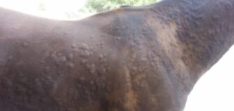 Rush cutanei nel cavallo: distinguere tra reazione e ipersensibilità sviluppata