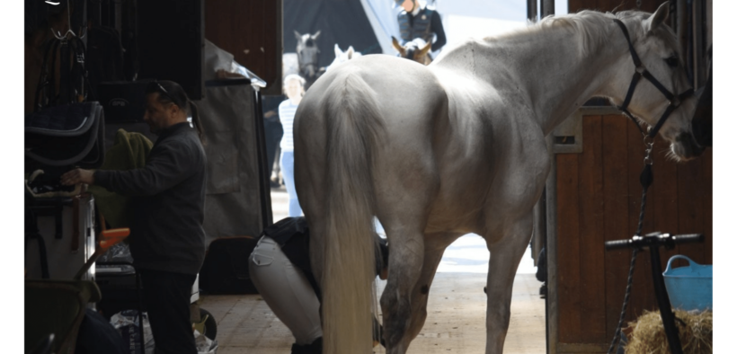 Sondaggio sul benessere equino dell'Università di Padova: aiuta anche tu la ricerca