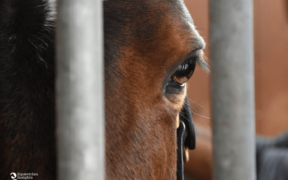 “Through a Vet’s Eyes": finalmente a parlare di benessere animale è un veterinario 1