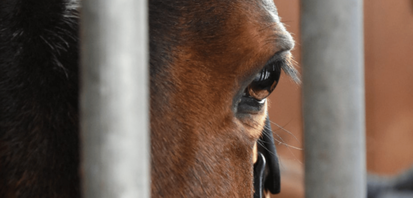 “Through a Vet’s Eyes": finalmente a parlare di benessere animale è un veterinario 1