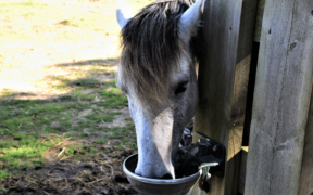Ulcere allo stomaco nei cavalli, realizzato un importante passo avanti per individuarle