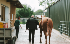 Aggiornamento del Board FEI sui requisiti sanitari del cavallo