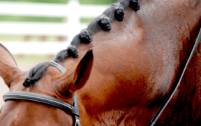 Dressage: stop al format Short Grand Prix in Coppa del Mondo
